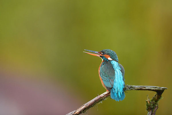 Eisvogel Weibchen