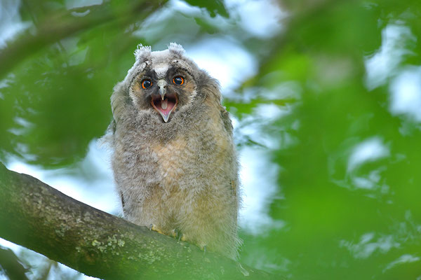 Juni 2021- Waldohreule, Ästling, Jungvogel