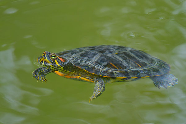Rotwangenschmuckschildkröte