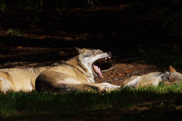 Wolf, Nationalpark Bayrischer Wald Tierfreigelände Neuschönau