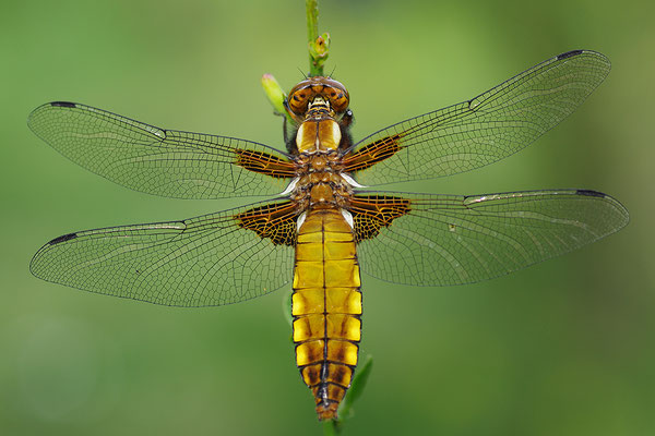Plattbauch Weibchen