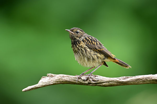 Blaukehlchen Jungvogel