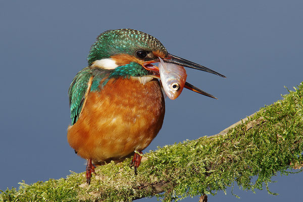 Eisvogel Weibchen mit Fisch