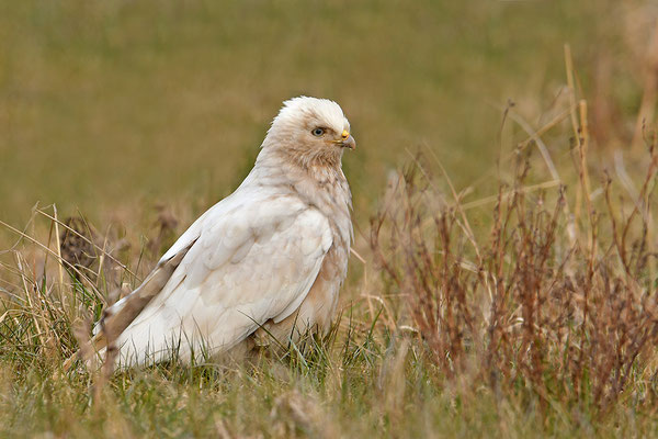 Mäusebussard Leuzist Farbanomalie