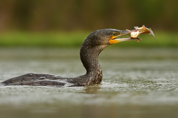 Kormoran mit Fisch