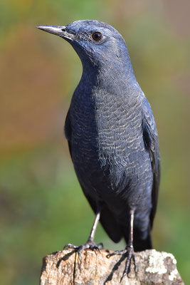 Blaumerle