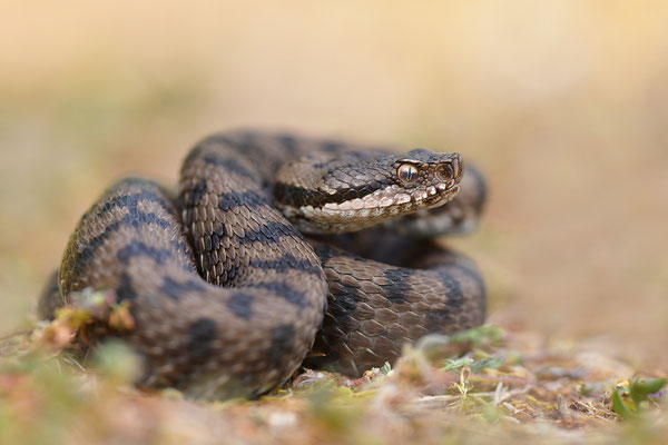 Aspisviper