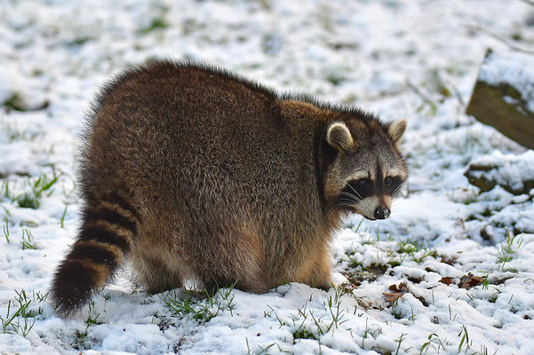 Waschbär