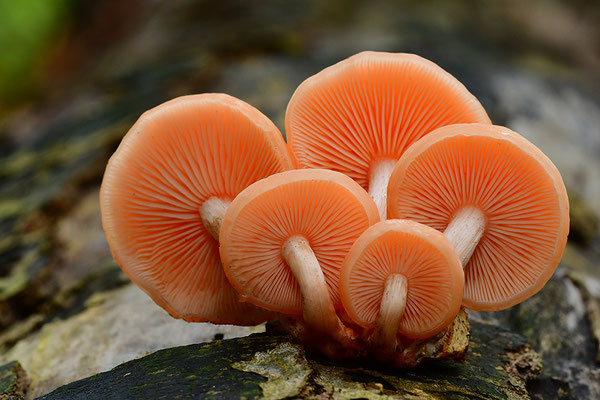 Orangeroter Adernseitling