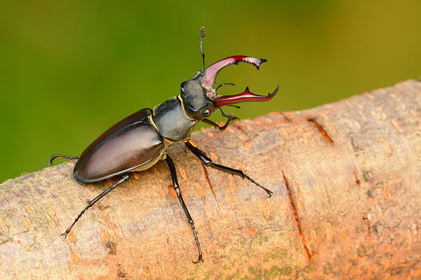 Hirschkäfer Männchen