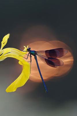 Gebänderte Prachtlibelle Männchen