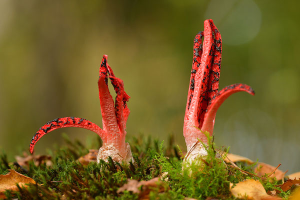 Tintenfischpilz