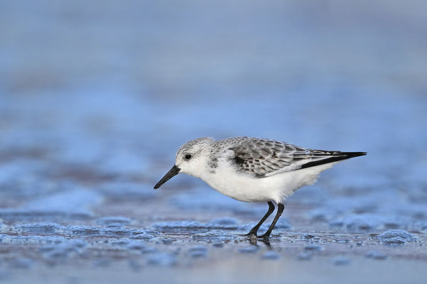 Sanderling