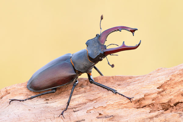 Hirschkäfer Männchen