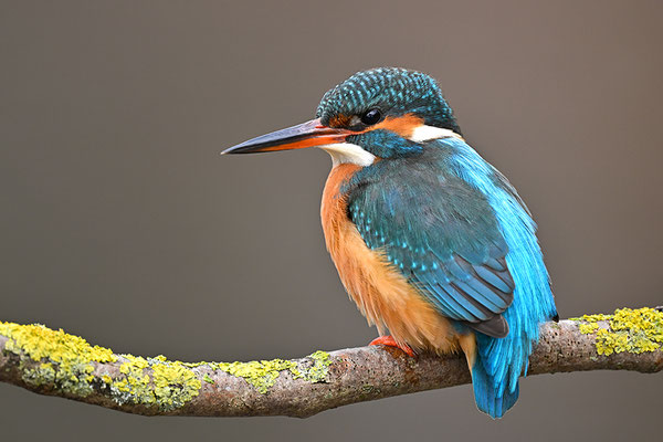 Eisvogel Weibchen