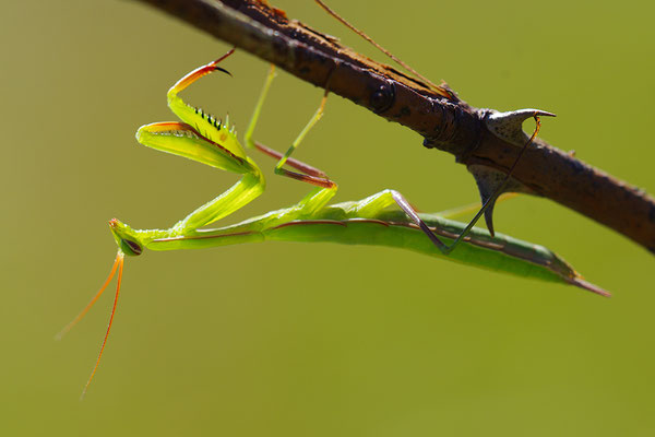 Gottesanbeterin subadult