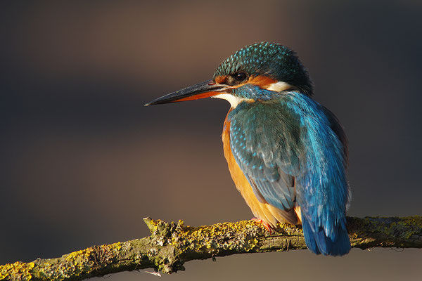 Eisvogel Weibchen
