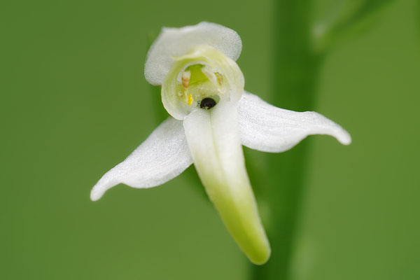 Grüne Waldhyazinthe Einzelblüte