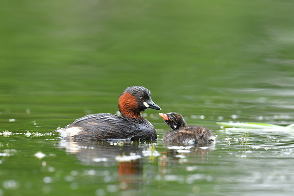 Zwergtaucher mit Jungem