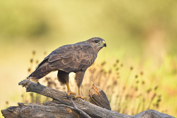Mäusebussard