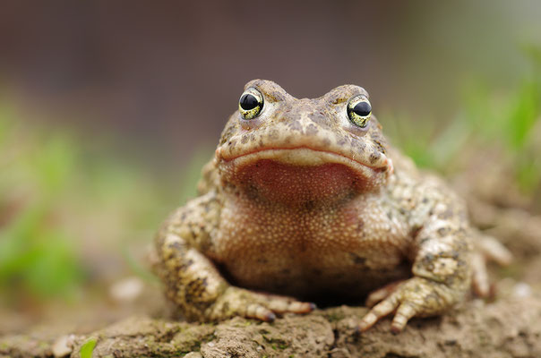 Kreuzkröte Männchen