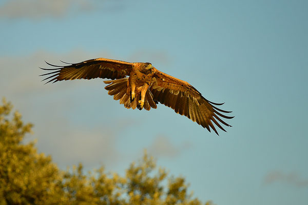 Kaiseradler Jungvogel