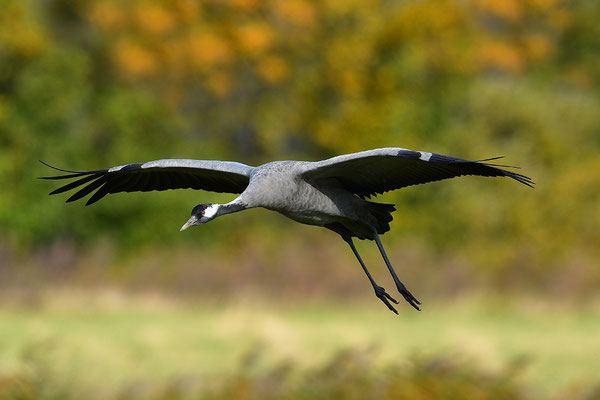 Kranich im Flug