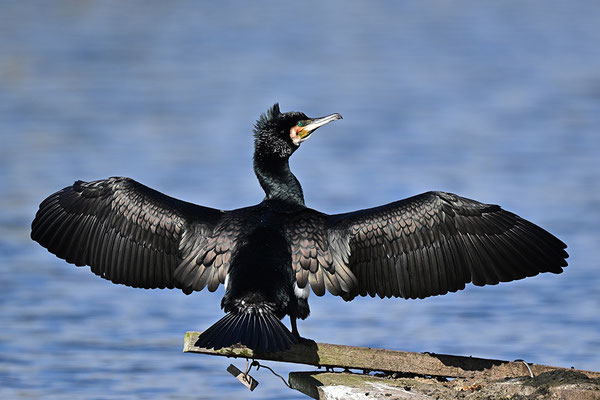 Kormoran