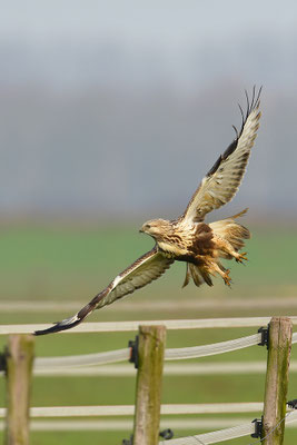 Rauhfußbussard