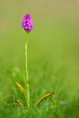 Pyramidenorchis