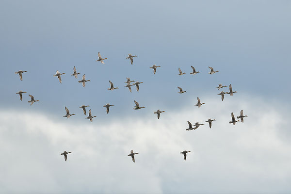 Enten im Flug