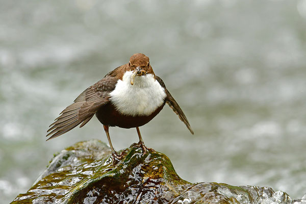 Wasseramsel