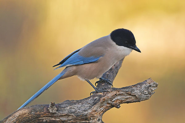 Blauelster