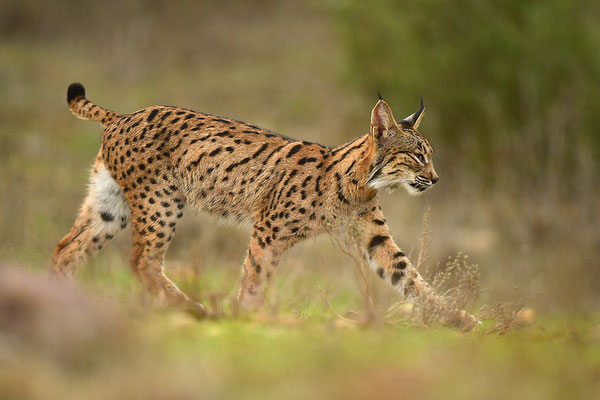 Pardelluchs