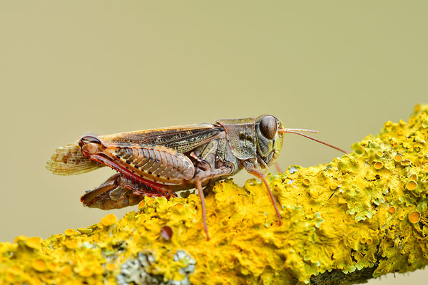 Italienische Schönschrecke, Männchen