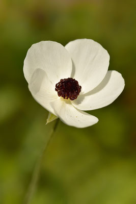 Anemone