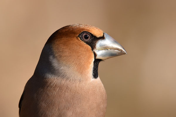 Kernbeißer Männchen Kopfportrait