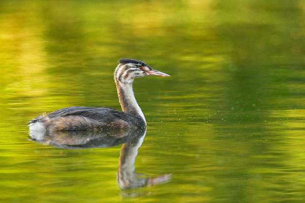 Haubentaucher Jungvogel