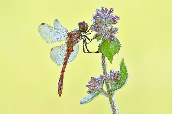 Heidelibelle mit Morgentau