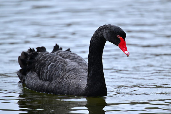 Trauerschwan