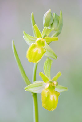 Gelbe Spinnenragwurz flavescens