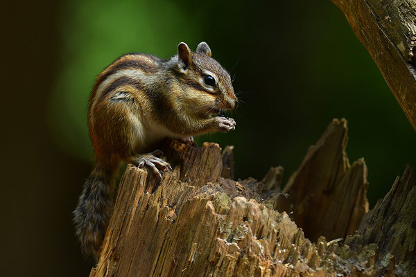 Sibirisches Streifenhörnchen