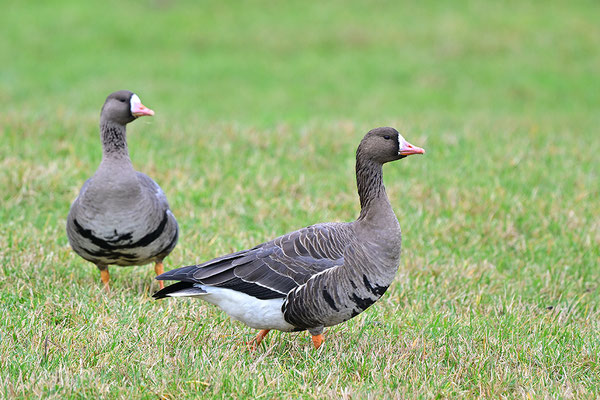 Blässgans