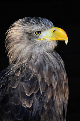Seeadler