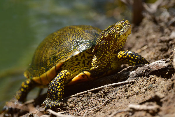 Europäische Sumpfschildkröte