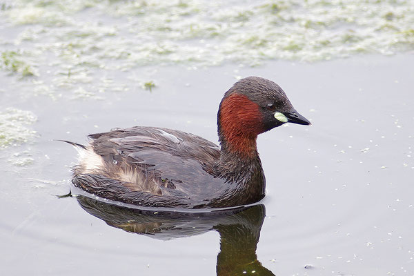 Zwergtaucher