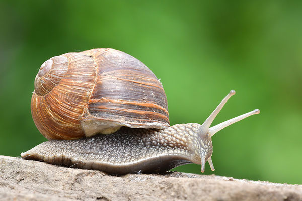 Weinbergschnecke