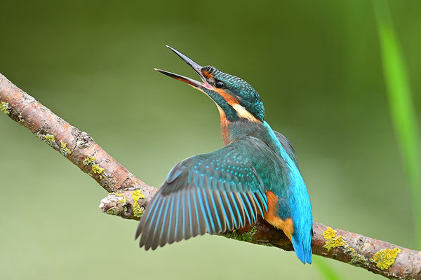 Eisvogel drohend