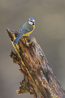Blaumeise