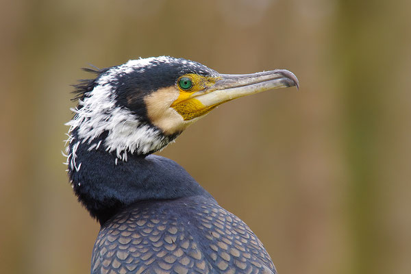 Kormoran Kopfportrait im Prachtkleid